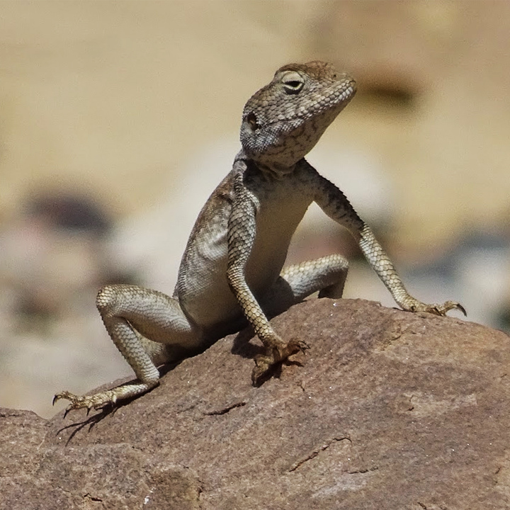Wildlife Holidays